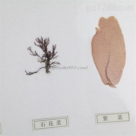 雨林教育红藻类植物原色覆膜标本 中小学教学标本  教育教学使用