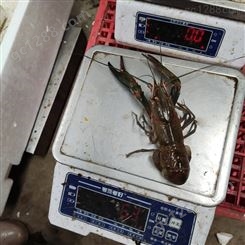 2021年11月18号澳龙人工养殖澳龙批发1.5两规格澳洲淡水小龙虾50元每斤