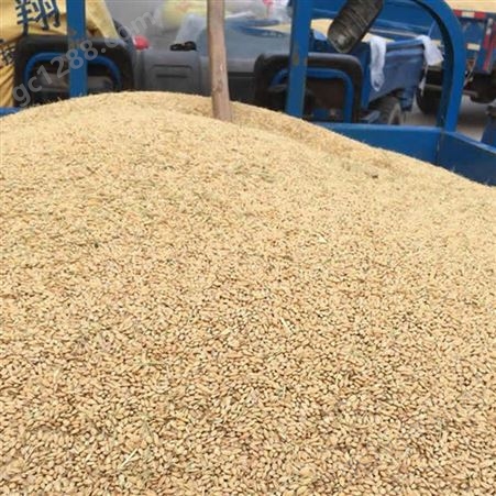 新鲜散装稻壳 颗粒干燥性好 无发霉现象 发酵用料 早春农产品