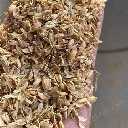 大棚种植 改善土壤稻壳 是种植业良好的植物养料早春