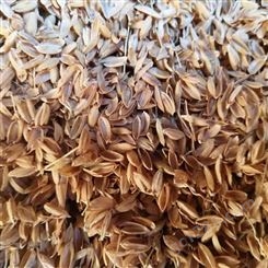 直供 菌类培养种植用稻壳 无霉质无结团现象 早春农产品