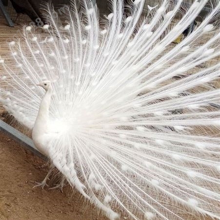 白孔雀出售 活体脱温开屏 景区观赏孔雀苗 隆泰养殖场