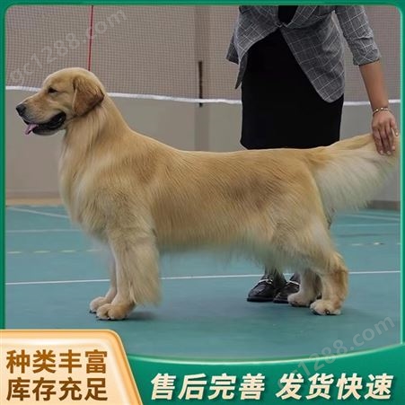 散养改良大型金毛犬 成体护院宠物犬 体格良好性情温顺