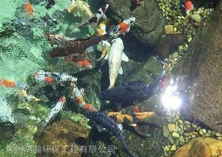 重庆市的锦鲤鱼池过滤公司
