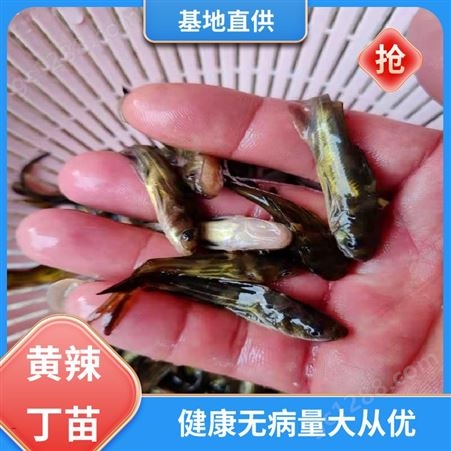 黄辣丁鱼苗 优质黄骨鱼 专业淡水鱼养殖 批发渔场