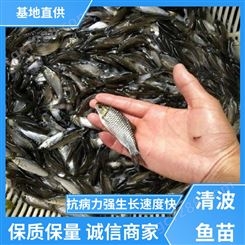 抗病力强 免费提供技术 批发价优 清波鱼苗养殖场
