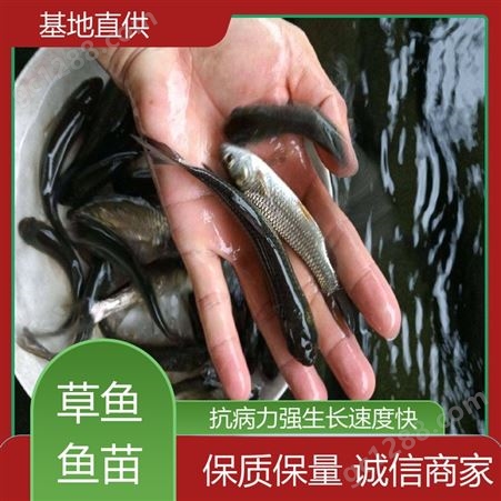 水库鱼塘养殖专用 支持送货上门 重 庆 首友 淡水养殖草鱼苗