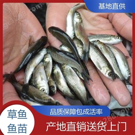 淡水草鱼鱼苗 存活率高 坏苗包赔 抗病害能力强 适应性强
