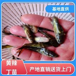 黄辣丁苗出售 专业淡水鱼养殖 支持送货上门 基地直售