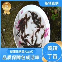 黄辣丁苗出售 专业淡水鱼养殖 喂养成本低 基地直售