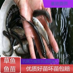 淡水草鱼鱼苗 存活率高 坏苗包赔 抗病害能力强 适应性强