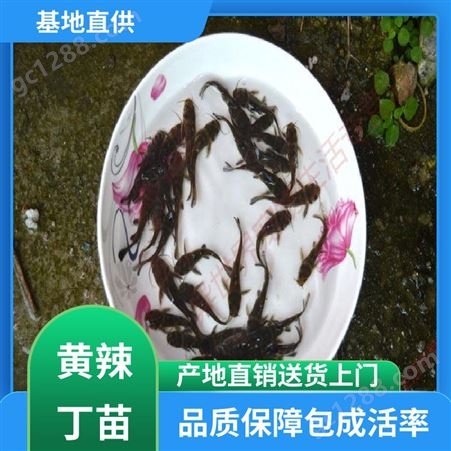 黄辣丁鱼苗 优质黄骨鱼 专业淡水鱼养殖 批发渔场