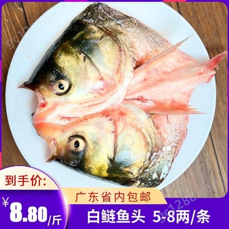 白鲢鱼头剁椒鱼头酱椒大头鱼头新鲜鱼冷冻水产半成品商用