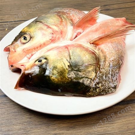 白鲢鱼头剁椒鱼头酱椒大头鱼头新鲜鱼冷冻水产半成品商用