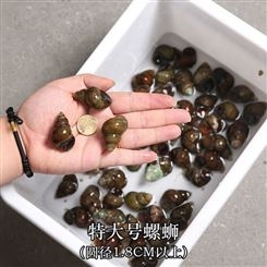 现捞石螺鲜活田螺活的新鲜清水螺蛳肉活体石螺肉干净无沙特大号螺蛳(圆径约1.8厘米以上)4斤