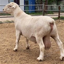 养殖澳洲白头胎绵羊 饲养简单 早期生长发育快 抗寒耐热